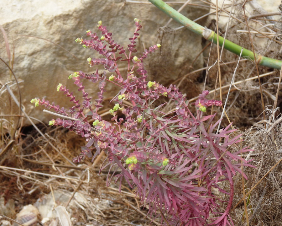 Euphorbia segetalis / Euforbia delle messi